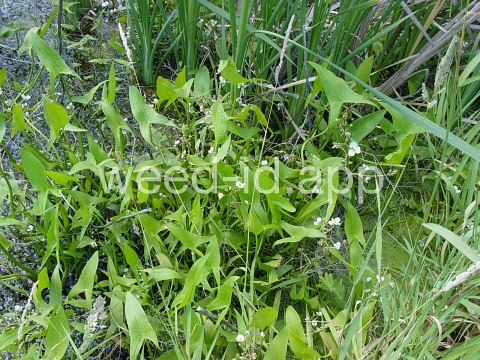 arrowhead, wedgeleaf